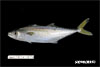 Scomberomorus cavalla, king mackerel, from SEAMAP collections